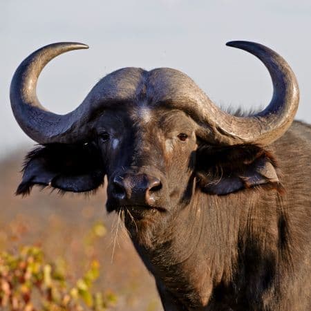 US millionaire killed by buffalo on African hunting trip