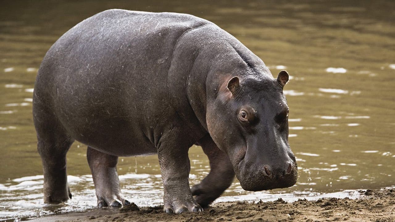 Flood: Panic as displaced hippos kill one, attack communities in Adamawa