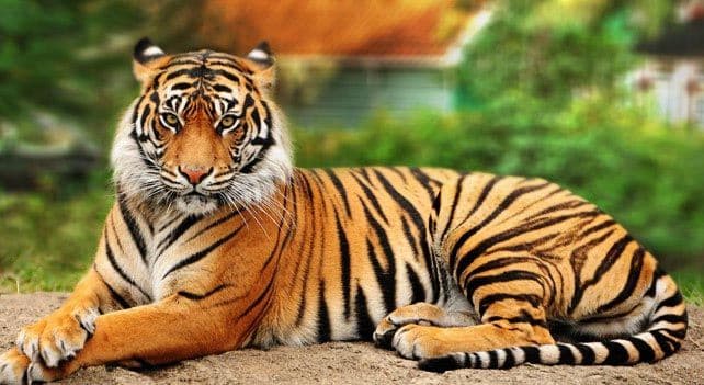 Tiger kills 26-year-old worker at Jerusalem zoo