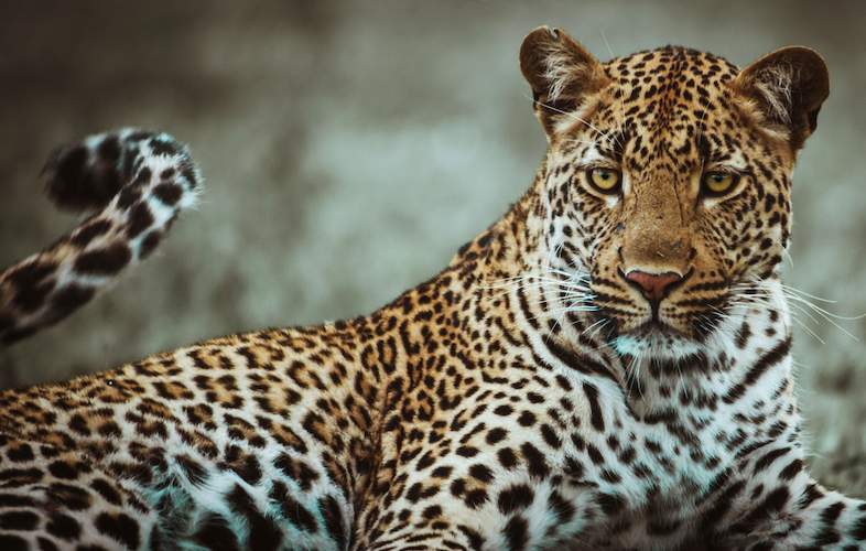 Leopard captured after wandering into Indonesian hotel