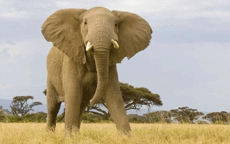 Elephants kill one in Ogun community
