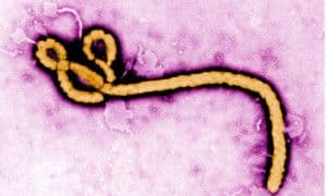 42 dead in latest Ebola outbreak in DR Congo – WHO