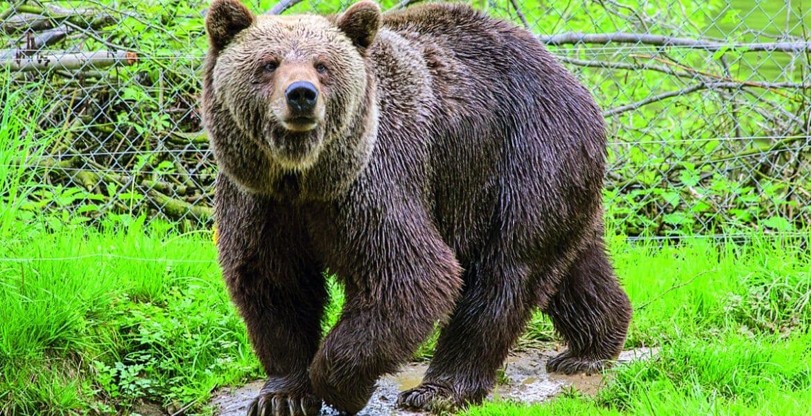 Panic as bear kills man in Japan